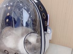 -瑞派康怡24h宠物医院·犬猫医疗中心·微创绝育(瑞景分院)