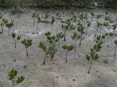 -北海金海湾红树林生态旅游区