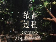 -香市公园-中国沉香文化博物馆