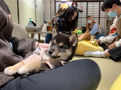 -逗柴咖啡屋·狗咖猫咖宠物桌游