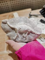 -卡通尼·Safari非洲探索乐园·生日会(金桥国际商业广场店)