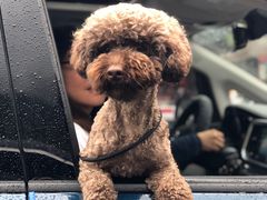 -叠溪松坪沟景区