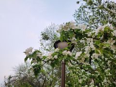 -海棠花溪(元大都城垣遗址公园)