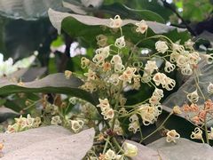 -呀路古热带植物园
