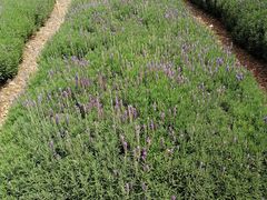 -华侨城阳宗海海景温泉