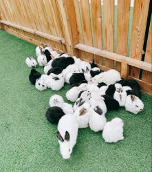 -萌宠亲子动物乐园(槐房万达店)