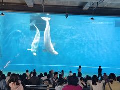 -芜湖新华联大白鲸海洋公园
