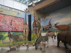 -陕西自然博物馆