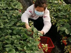 -胜丰草莓采摘园