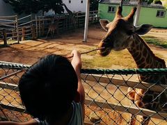 -西霞口神雕山野生动物世界