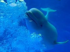 -海合安成都极地海洋公园