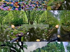 -上海共青森林公园