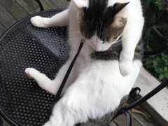 -海边的猫和咖啡馆