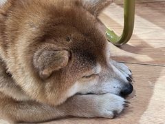 -是阿柴呀！柴犬咖啡·爱喵喵猫咖