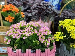 -朝来春花卉市场