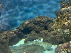 -上海海洋水族馆