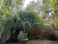 -分塔山省级森林公园