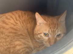 -伟伟宠物医院·瑞派猫友好医院·猫科(光谷店)