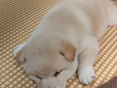 -柴犬小屋·柴餐厅·狗咖食堂(金鼎广场店)