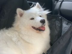 -翊宠yipet猫狗购宠庄园犬舍•猫舍