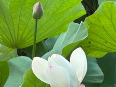-洛阳市隋唐城遗址植物园
