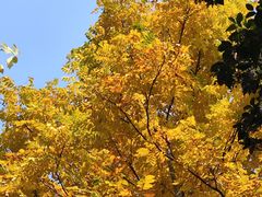 -南京钟山宾馆(江苏省会议中心)