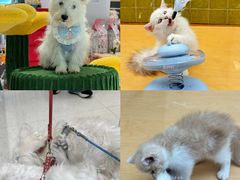 -帕帕拉兹宠物(亚洲旗舰店)