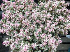 -秦美花卉(天朗·莱茵小城2期店)