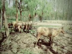 -溱湖国家湿地公园