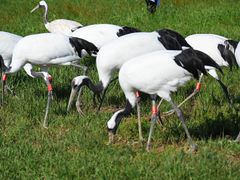-盐城丹顶鹤湿地生态旅游区