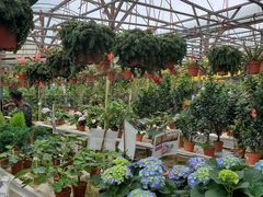 -金马仑薰衣草花园(Cameron Lavender)