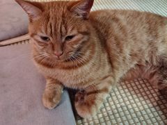 -喵屿·大理花园猫咖