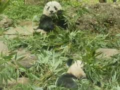 -都江堰中华大熊猫苑