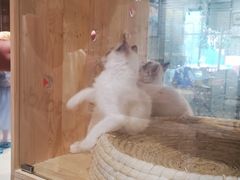 -藏猫猫咖啡主题馆(中央大道店)