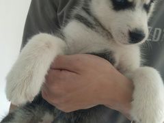 -翊宠yipet猫狗购宠庄园犬舍•猫舍