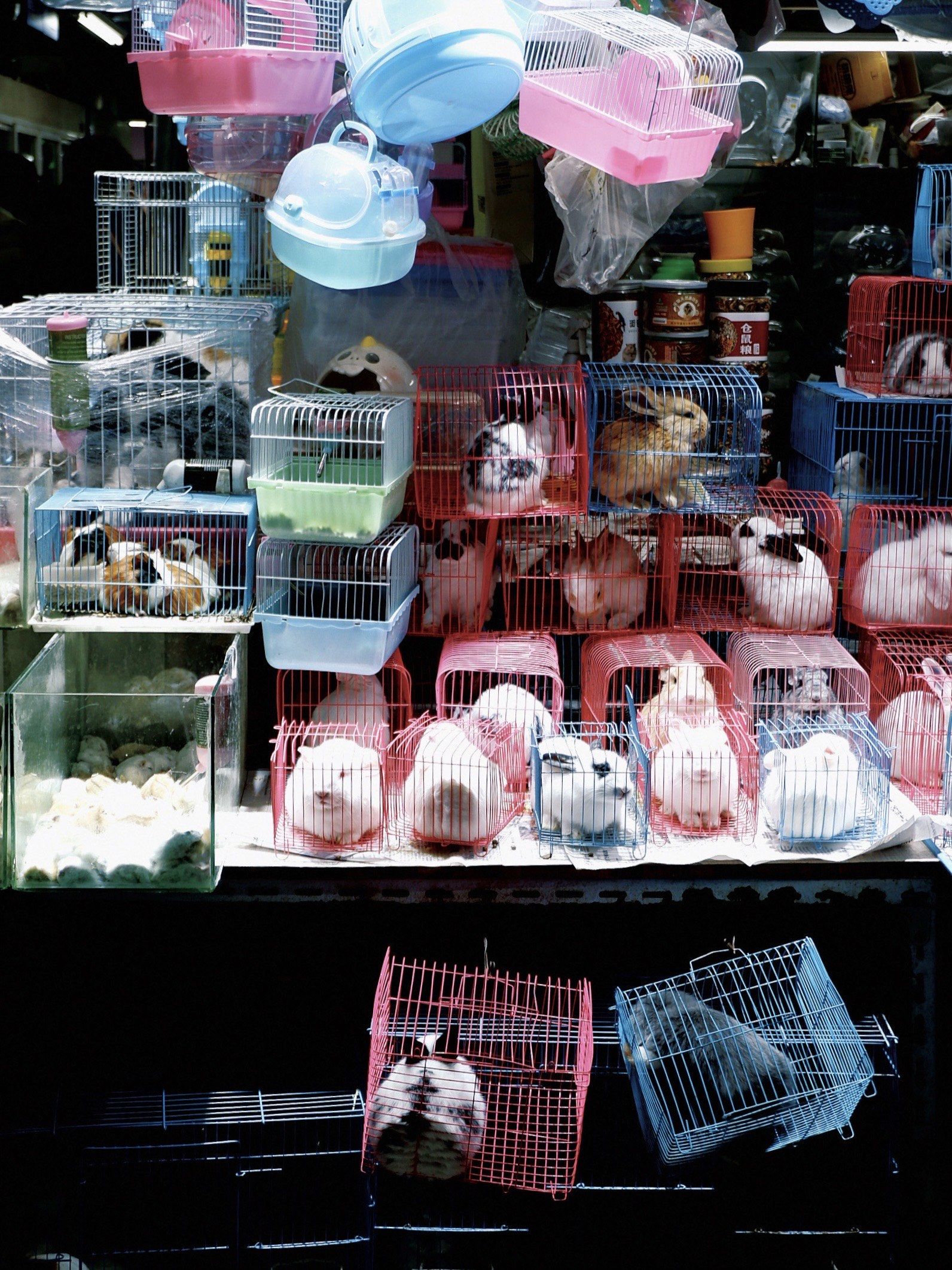 花鸟市场好浓烈的活人气息啊!