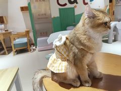 -藏猫猫咖啡主题馆(中央大道店)