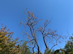 -香山公园