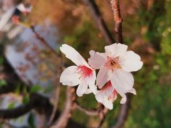 -华南国家植物园-售票处