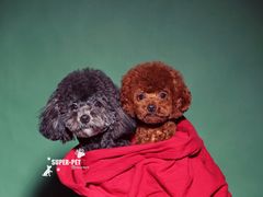 -超宠爱宠物摄影-Super pet