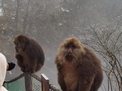 -峨眉山风景名胜区