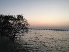 -宝安西湾红树林湿地公园