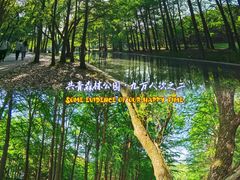 -上海共青森林公园