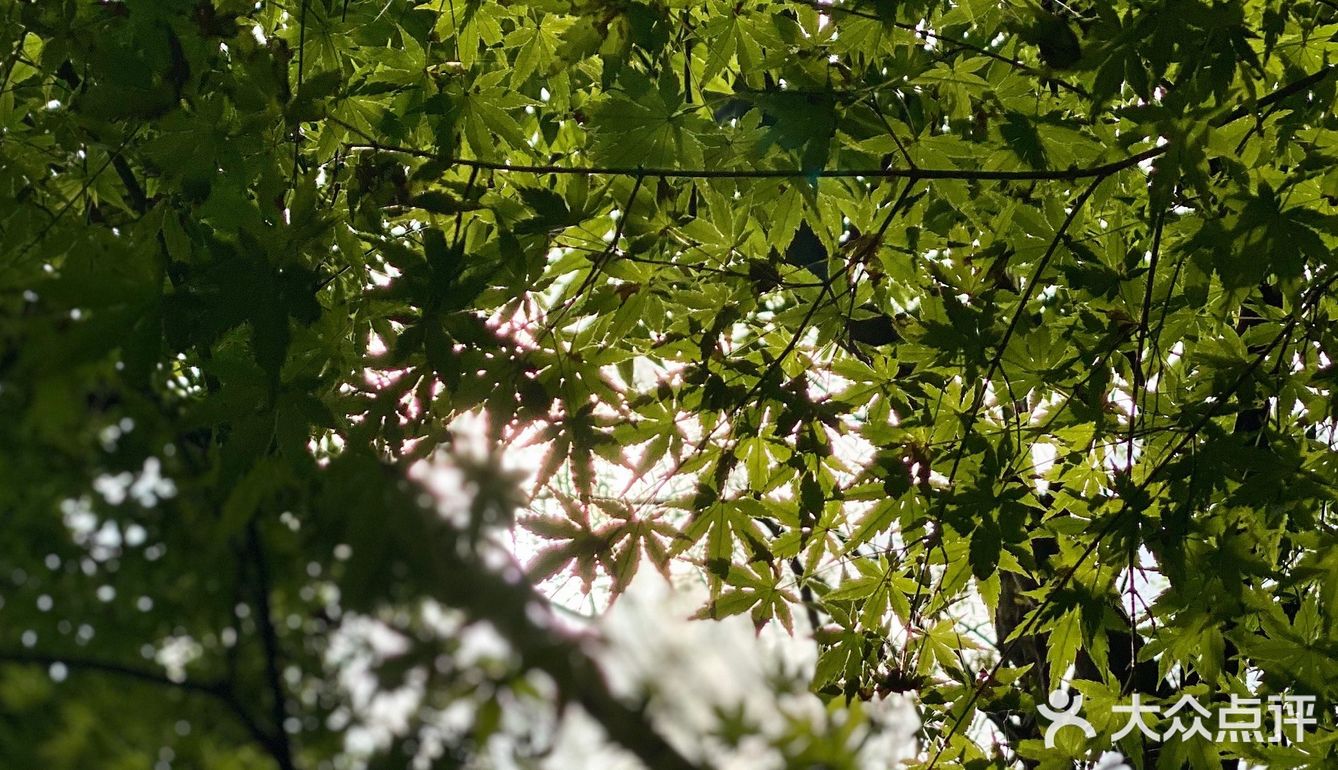 旅行随拍📷那一年秋天的杭州桂花香🍃