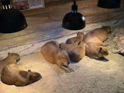 -Zoolung Zoolung动物主题公园(海信广场店)