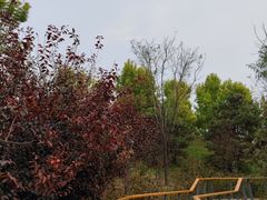 -东郊湿地公园