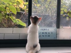 -喵的天空名猫咖啡馆·撸猫·猫舍·用品