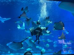 -烟台海昌鲸鲨海洋公园