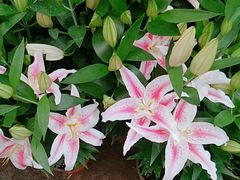 -秦美花卉(天朗·莱茵小城2期店)