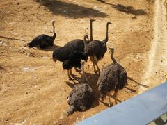 -泉州海丝野生动物世界